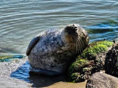 Danimarka 'da Blavand' ın Hvidbjerg plajı