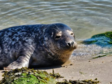 Danimarka 'da Blavand' ın Hvidbjerg plajı