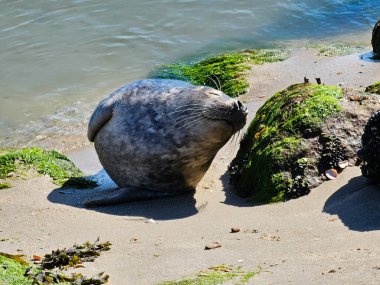 Danimarka 'da Blavand' ın Hvidbjerg plajı