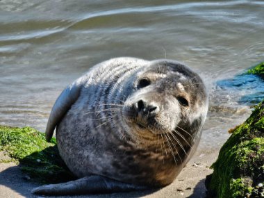 Danimarka 'da Blavand' ın Hvidbjerg plajı