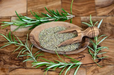 Rosemary Salvia Rosmarinus zeytin ağacında