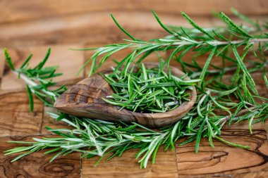 Rosemary Salvia Rosmarinus zeytin ağacında