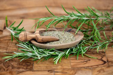 Rosemary Salvia Rosmarinus zeytin ağacında