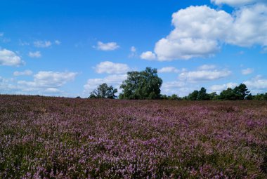 Balıkçı Heide çiçek mevsimi boyunca doğa rezervi