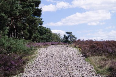 Balıkçı Heide çiçek mevsimi boyunca doğa rezervi