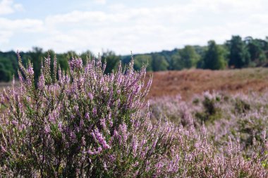 Balıkçı Heide çiçek mevsimi boyunca doğa rezervi