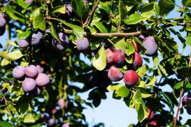 Hamburg 'un yanındaki Old Land' de erik eriği.