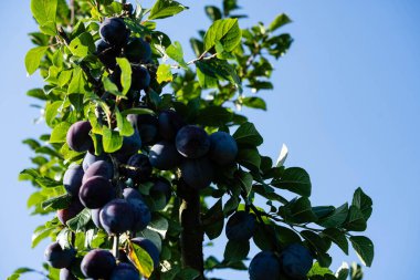Hamburg 'un yanındaki Old Land' de erik eriği.