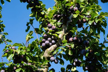 Hamburg 'un yanındaki Old Land' de erik eriği.