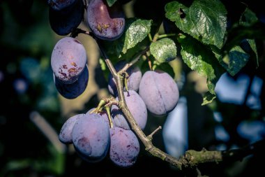 Hamburg 'un yanındaki Old Land' de erik eriği.
