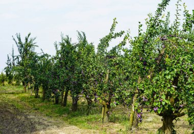 Hamburg 'un yanındaki Old Land' de erik eriği.