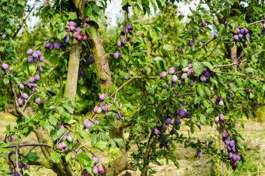 Hamburg 'un yanındaki Old Land' de erik eriği.