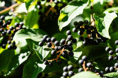 Siyah Rowan Aronia boğuk çilek