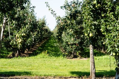 Armutlu Pyrus ağacı Hamburg 'un yanındaki eski topraklarda.