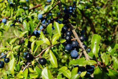 Kara dikenli çalıların meyveleri Prunus spinosa