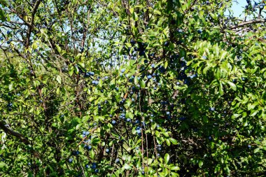 Kara dikenli çalıların meyveleri Prunus spinosa