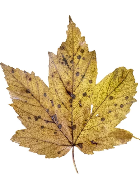 Herbstbraunes Blatt Isoliert Vom Hintergrund — Stockfoto