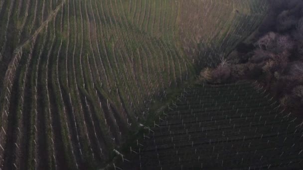Aerial Shot Unesco Proseco Hills Wine Mountains Framed Venetian Fog — Stock Video