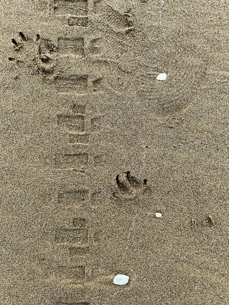 Pollution Beach Footprints Wheels Dog Sand — Stock Photo, Image