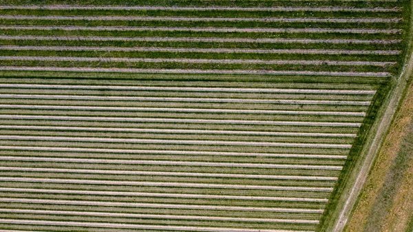 Légi Felvétel Egy Szőlőültetvényről Borral Motta Livenza Világos Tavaszi Színek — Stock Fotó