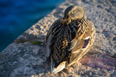 Mallard ördeği göl kıyısında uyuyor, dişi.