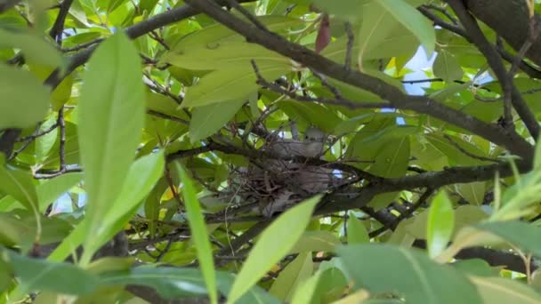 Holubice Stromě Připravuje Hnízdo Pro Své Budoucí Potomky Sladký Malý — Stock video