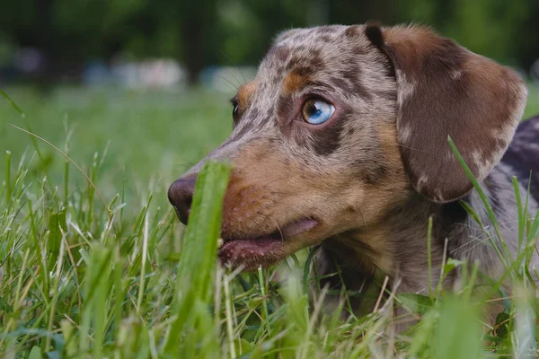 Harlequin Dachshund Tender Sweet Dog Close Ups Close Ups Grassy — Stock Photo, Image