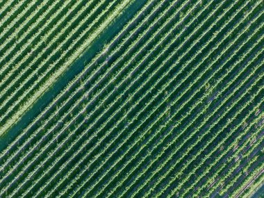 Üzüm asması tarlasının havadan çekilmiş fotoğrafı. Prosecco şarabı, yeşil ve iyi düzenlenmiş. Nehir kenarında sürdürülebilir tarım.