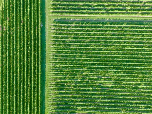 空中拍摄的一片片葡萄藤 普罗塞科葡萄酒 排列整齐 河流附近的可持续农业 — 图库照片