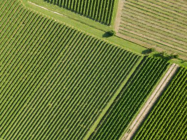 Üzüm asması tarlasının havadan çekilmiş videosu. Prosecco şarabı, yeşil ve iyi düzenlenmiş. Sürdürülebilir tarım geometrisi.