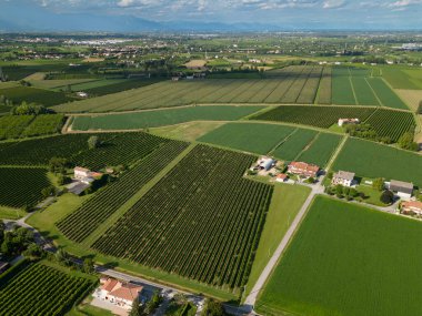 Üzüm asması tarlasının havadan çekilmiş videosu. Prosecco şarabı, yeşil ve iyi düzenlenmiş. Sürdürülebilir tarım geometrisi.