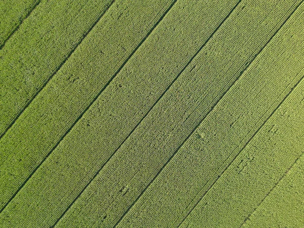 ブドウの畑の空中ビデオ プロセッコワイン 緑とよく配置されます 持続可能な農業幾何学 — ストック写真