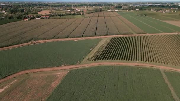 ブドウの畑の空中ビデオ プロセッコワイン 緑とよく配置されます 持続可能な農業幾何学 — ストック動画