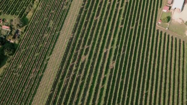 ブドウの畑の空中ビデオ プロセッコワイン 緑とよく配置されます 持続可能な農業幾何学 — ストック動画