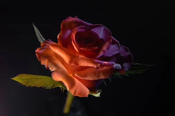 Makro Fénykép Egy Vörös Rózsa Semleges Háttérrel Harmatcseppek Szirmokon — Stock Fotó