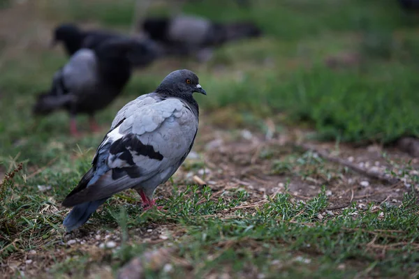 Pigeon Isolé Sur Une Couverture Herbe Couleurs Sombres — Photo