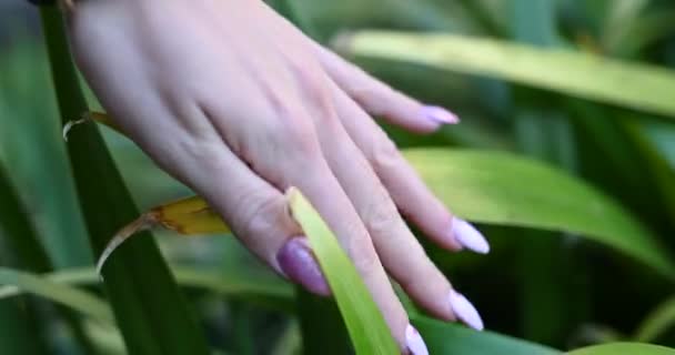 Mână Feminină Unghii Decorate Frunze Mângâiere — Videoclip de stoc