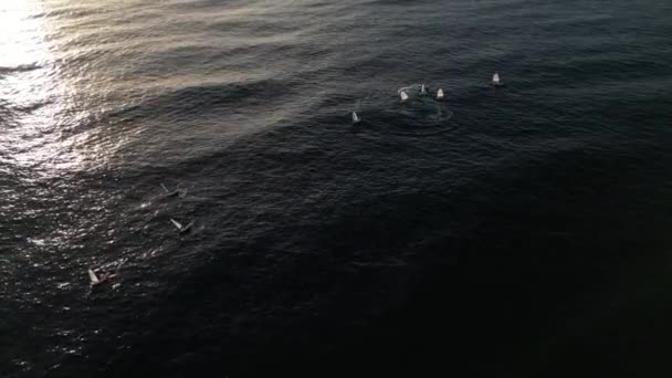 Widok Góry Żaglówki Ćwiczące Morzu Civitavecchia Silny Wiatr Fale — Wideo stockowe
