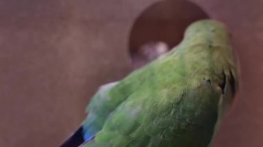 Yapay yuvadaki ayrılmaz kuş ağaç gövdesinde