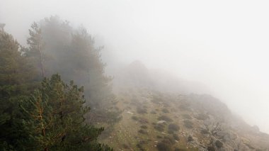 Dağlarda sisle kaplı ağaçlarla kaplı Gotik doğal manzara, Sardunya