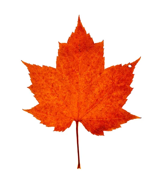 Single Bright Orange Colored Maple Leaf Signs Fall Decay Including — Stock Photo, Image