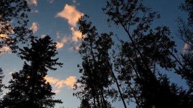 Aspen ağaçlarının siluetleri üzerinde ilerleyen geç gün bulutlarının zaman aşımı.