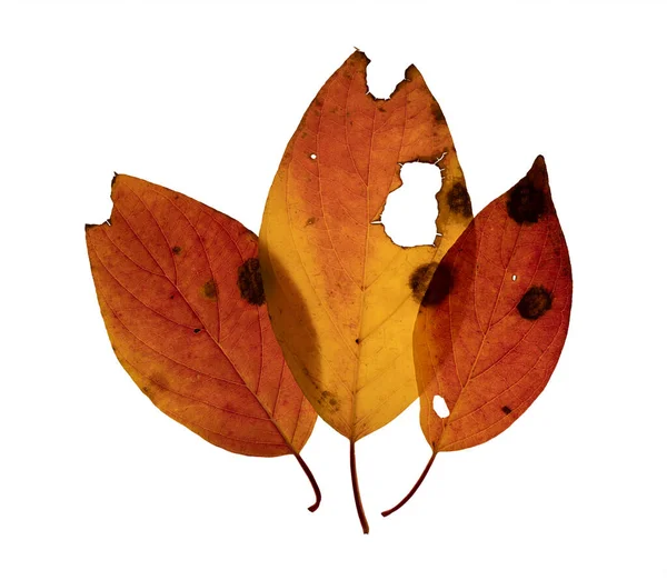 Three Fall Colored Dogwood Leaves Overlapping Pattern Holes White Background — Stock Photo, Image