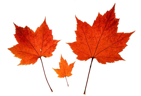 Three Bright Red Colored Maple Leaves Three Sizes Imitate Family — Stock Photo, Image