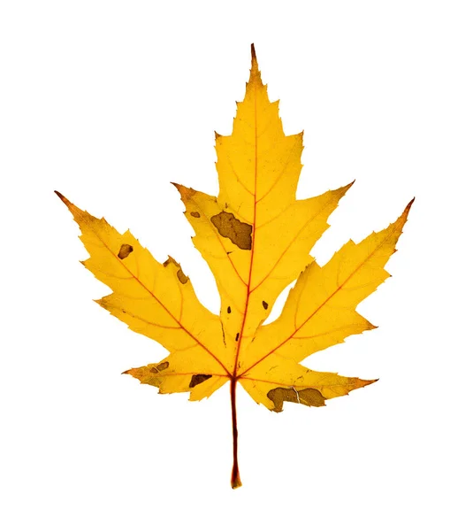 Single Yellow Colored Backlit Maple Leaf Autumn Color Patches Decay — Stock Photo, Image