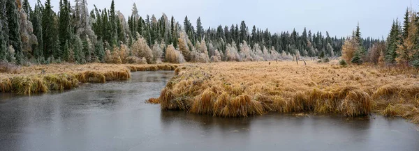 森林结冰 前边有一个冰冻的海狸池塘 中间有金黄色的草地 — 图库照片