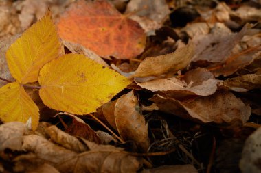 Kuru kahverengi yapraklardan oluşan bir yatakta üç sarı yaprak. Ön plan ve arkaplan odak dışı