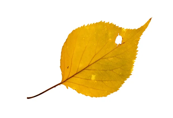 Pojedynczy Jasny Żółty Liść Osiki Jedną Dużą Dziurą Kolorze Jesiennym — Zdjęcie stockowe