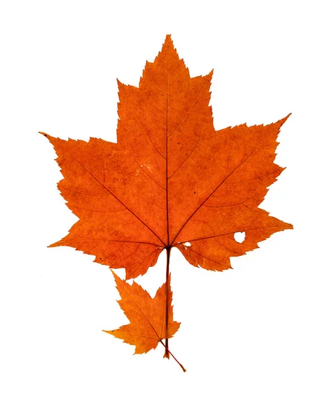 Two Natural Maple Leaves Fall Orange Color One Leaf Much — Stock Photo, Image