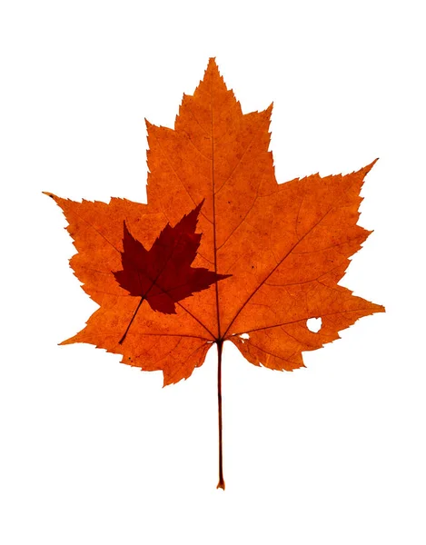 Two Natural Maple Leaves Fall Orange Color One Leaf Much — Stock Photo, Image